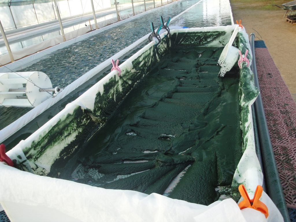 table de récolte remplit de spiruline filtrée