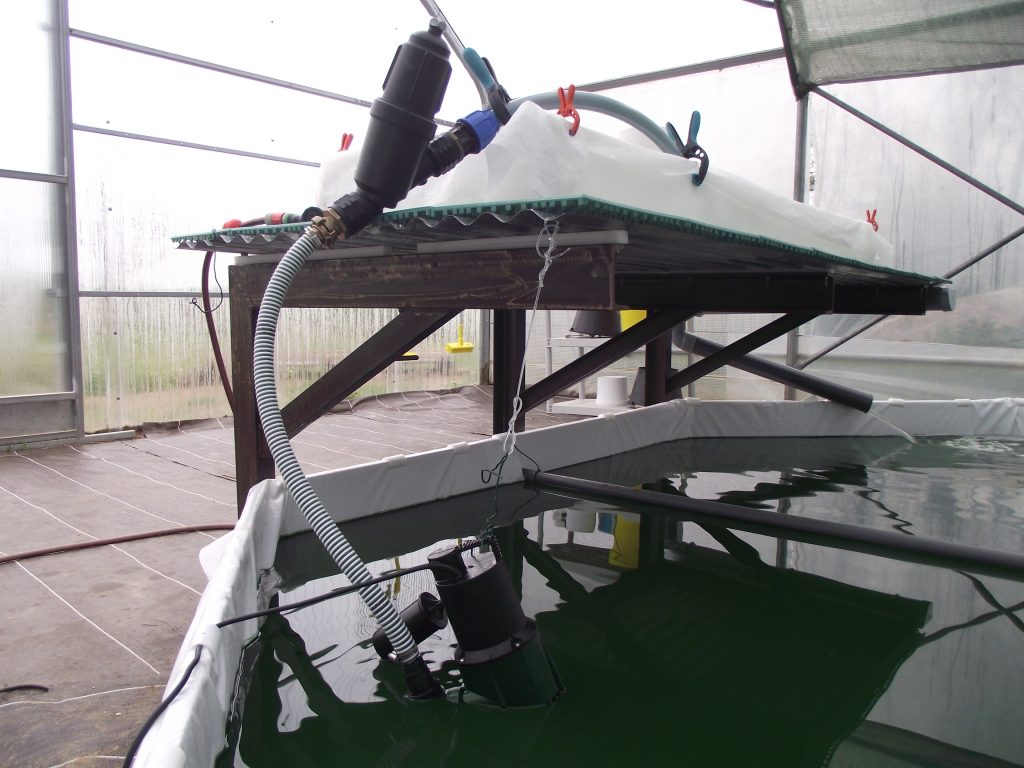 premier bassin entrain d'être récolté