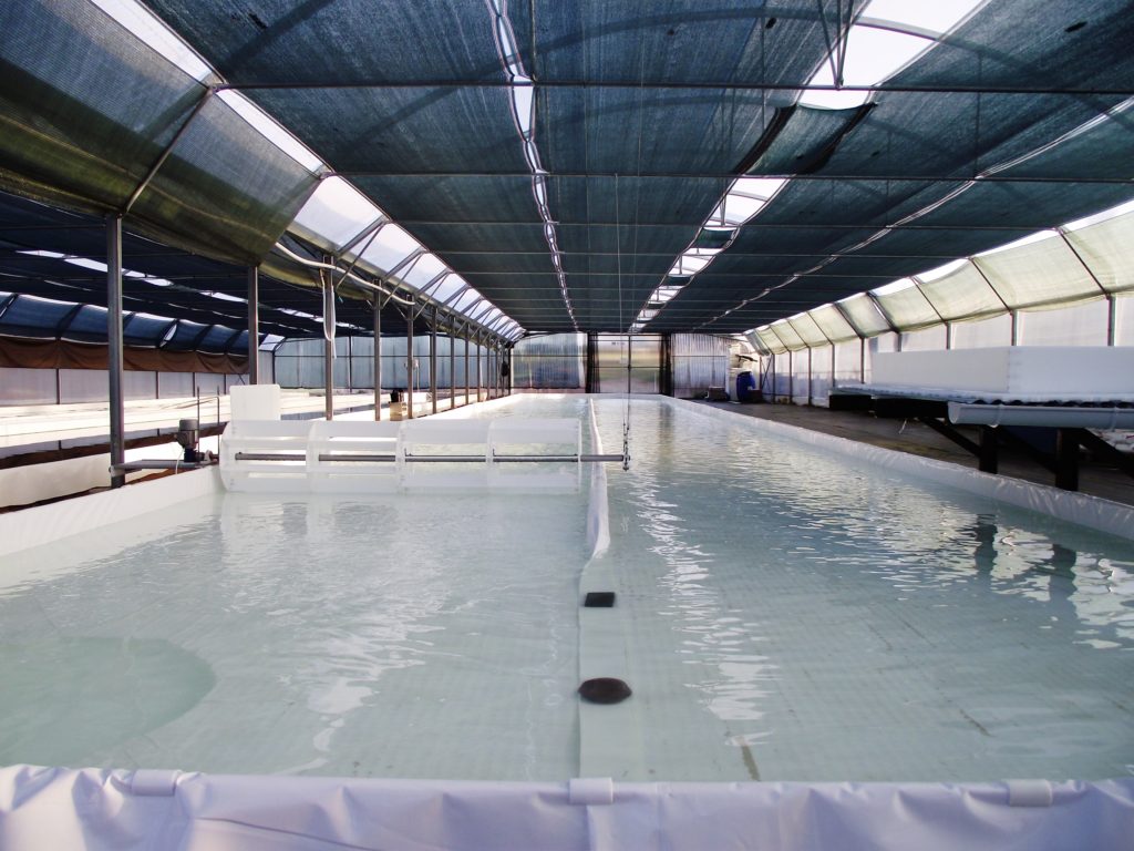 mise en eau du bassin pour ensemenvement