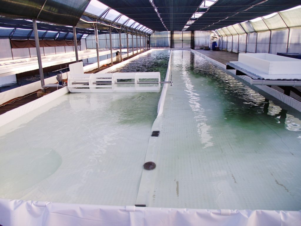 Incorporation de la biomasse dans le bassin