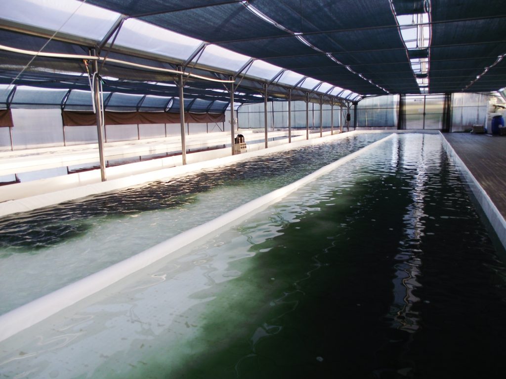 Bassin en cours d'ensemencement