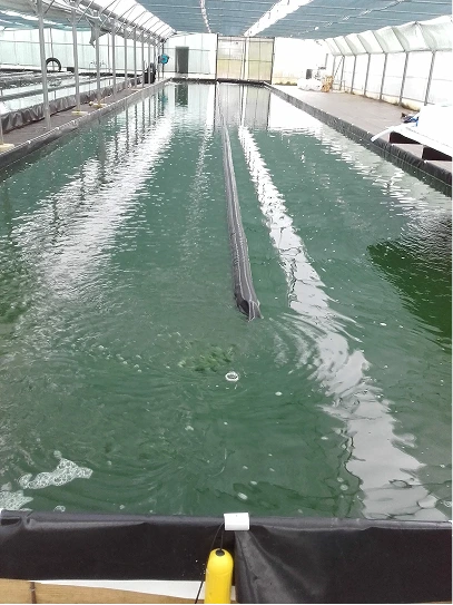 bassin de spiruline en production